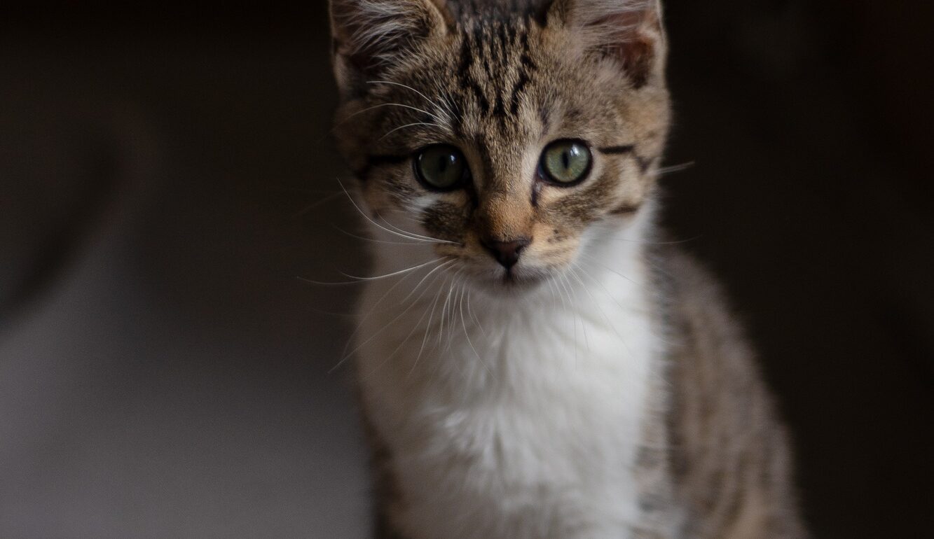 Kitten