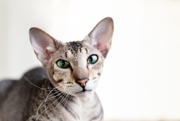 Oriental cat