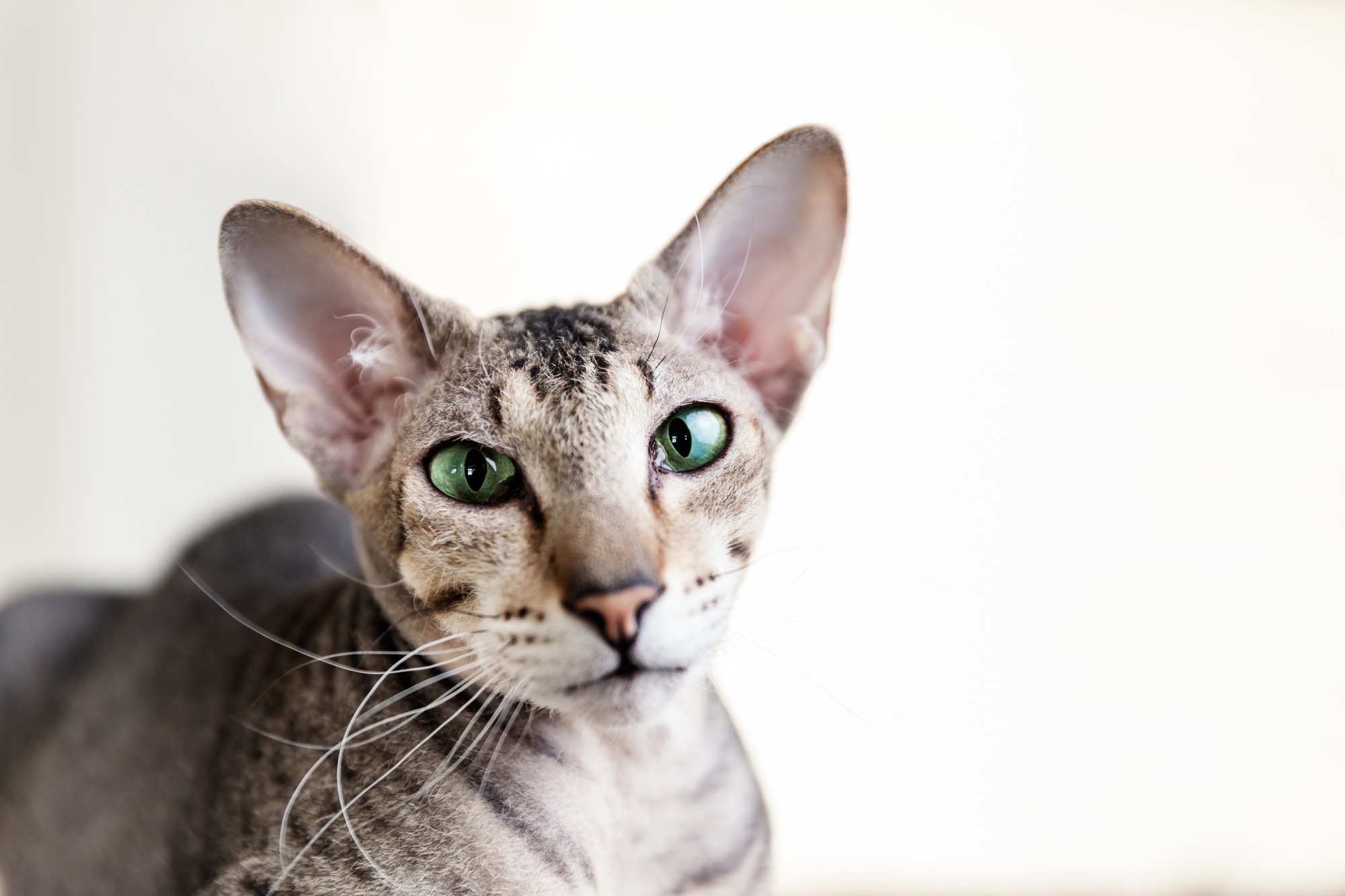 Oriental cat